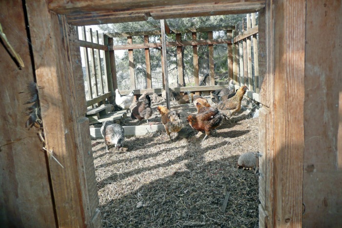 EXTRAS: Cabin, garden plot, chicken coop